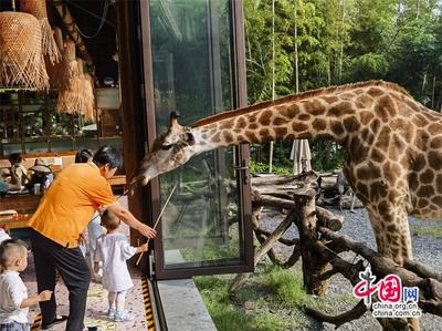 高舜禮 農文旅商融合能否“擰成一股繩”？中西餐飲融合的啟示